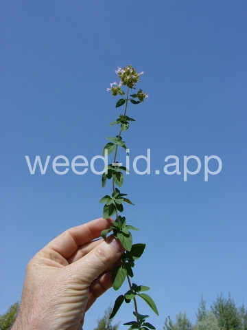 marjoram, wild